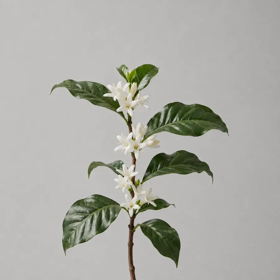 White coffee blossoms flowering on a branch