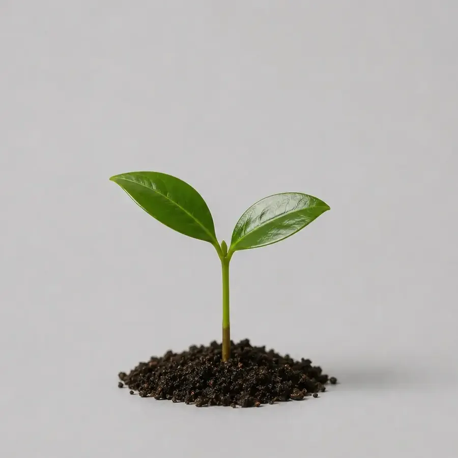 A coffee seedling sprouting from soil